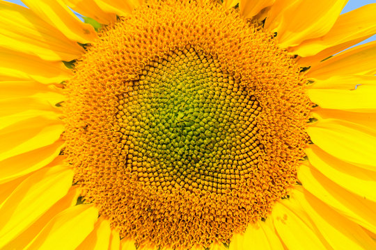 Blooming sunflower close-up view, helianthus background.