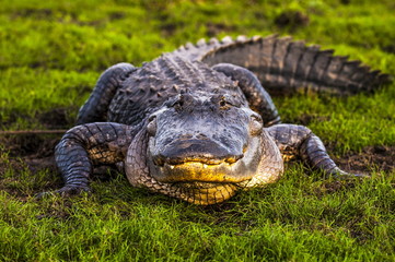 Alligator