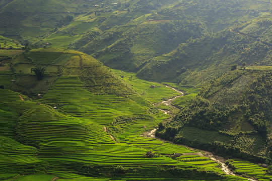 Rice fields on terraced of Tu Le, YenBai, Vietnam