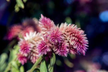 Purple plant abstract background