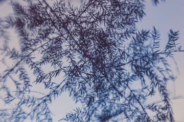 Abstract plant and flowers macro background