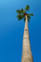 Fototapeta premium Palm tree against clear vibrant blue sky