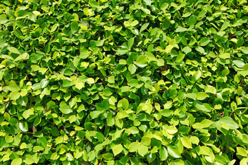 Fototapeta na wymiar Green leafs wallpaper
