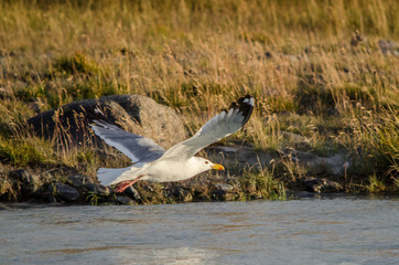 White seagull flying over the river spread wings