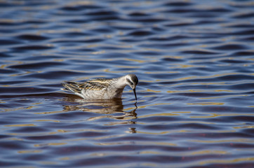 Wild bird fishing rocking on the sea waves