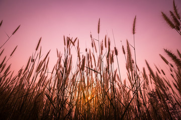Fototapeta premium Grass flower with sky