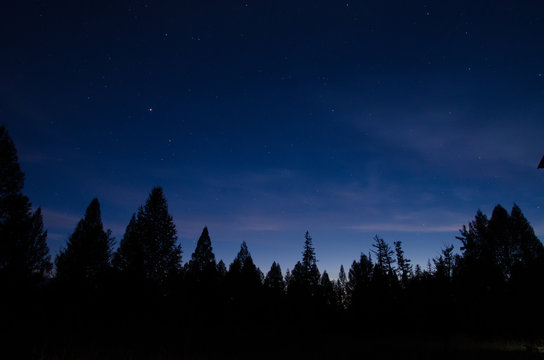 Night sky with bright stars and the tops of trees