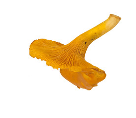 Freshly picked Chanterelle Mushroom