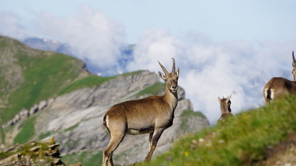 Obraz premium Une belle rencontre avec les bouquetins alpins
