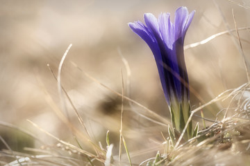 violet flower gentian closeup