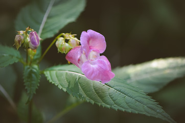 Blume