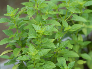 ブッシュバジル