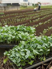 ブロッコリー畑の苗の植え付け