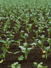 苗を植えたブロッコリー畑