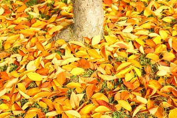 Golden fall leaves on ground