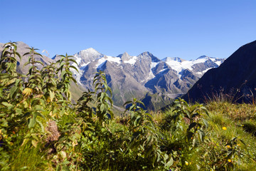 Brennnesseln vor der Bergkulisse