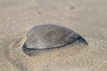 shell