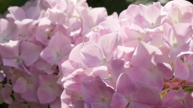 Little Hydrangea macrophylla bud petals in the garden 4K 2160p 30fps UltraHD footage - Hydrangeaceae family Hortensia beautiful flowering plant 3840X2160 UHD video 