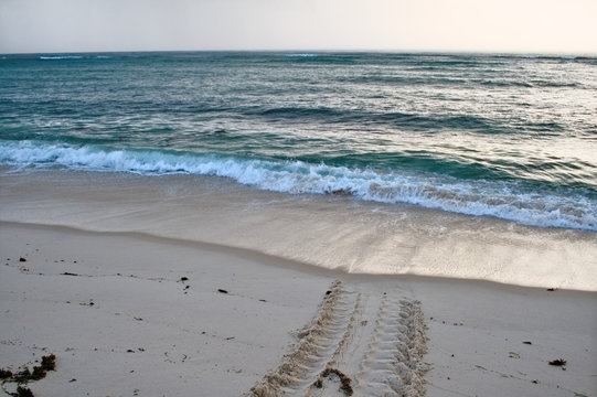 Sea turtle tracks leading into the ocean, Kenya