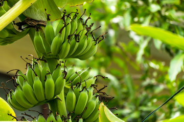 Banana tree
