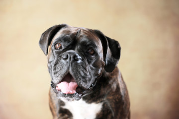 Obraz premium Deutscher Boxer im Studio