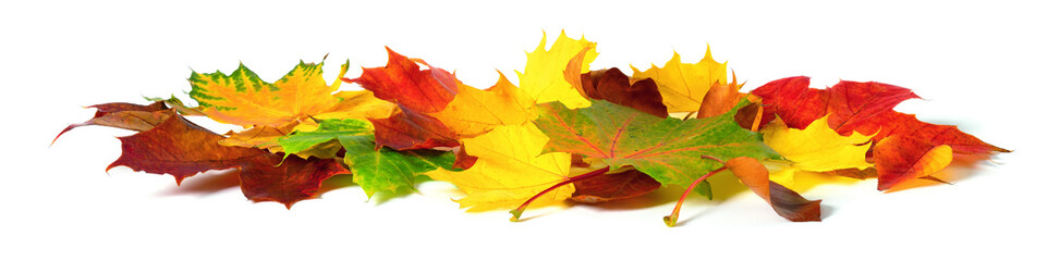 Heruntergefallene Blätter im Herbst, satte Farben auf weißem Hintergrund
