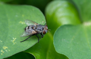 Close-up of fly on green leaf
