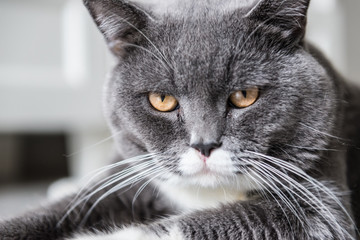 Naklejka premium The British Shorthair, indoor shooting