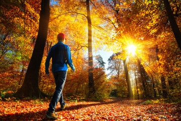 Walking im Wald bei herrlichem Sonnenschein