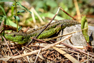 lizard closeup reptile green