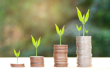 Obraz na płótnie Canvas Business Finance and Money concept, Money coin stack growing graph with green bokeh background,Trees growing on coin