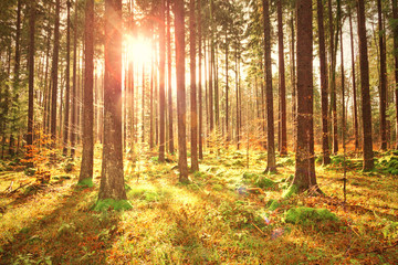 Magical colorful sunny autumn season forest landscape.