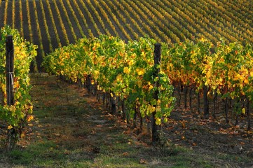 Rows of vineyard in summer, Tuscany, Chianti, Italy.