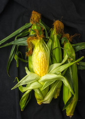 corn on cobs © Wingedbull