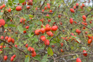 autumn wild rose bush