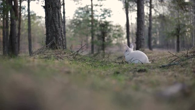 White rabbit in a summer forest