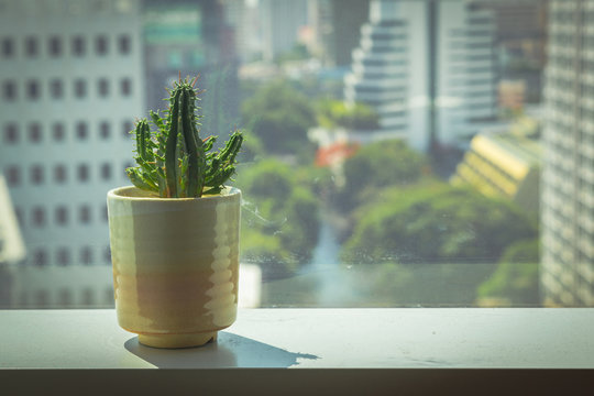 Cactus In Pot On Frame Window Office.