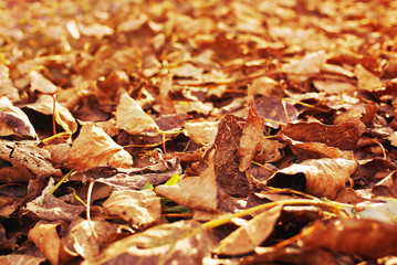 Autumn leaves background. In fall park