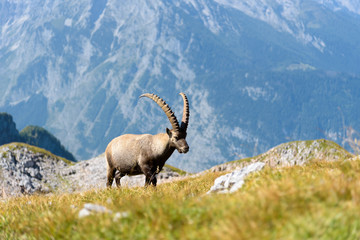 Steinbock auf dem Schneibstein © Th. Hollensteiner