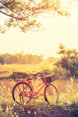 Fototapeta na wymiar Landscape picture Vintage Bicycle with Summer grass field at sun