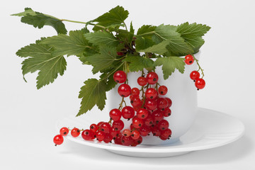 Red currant berries in a tea cup