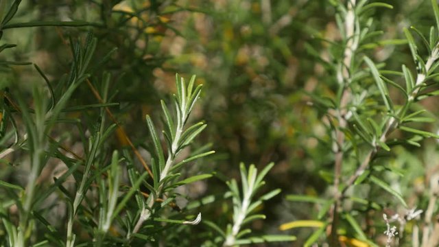 Perenial rosemary green herb in the garden shallow DOF 4K 2160p 30fps UltraHD footage - Rosmarinus officinalis needles of tasty spice close-up 3840X2160 UHD video