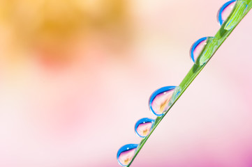 Waterdrop and flower background