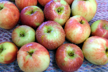 Naklejka na ściany i meble Many washed red and green ripe apples with water drops on tablecloth as background top view close up