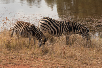 Fototapeta na wymiar Zebra in water at Mlilwane Wildlife Sanctuary Swaziland