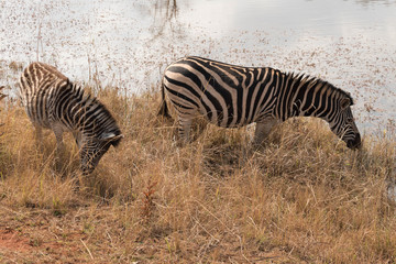 Obraz na płótnie Canvas Zebra in water at Mlilwane Wildlife Sanctuary Swaziland