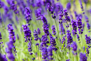 Lavendel
