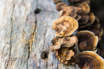 Mushrooms on log