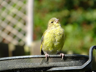 Greenfinch Perched On Feeding Station