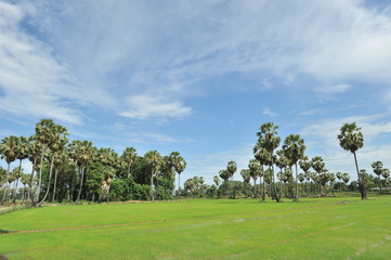 Fototapeta na wymiar sugar palm in green field